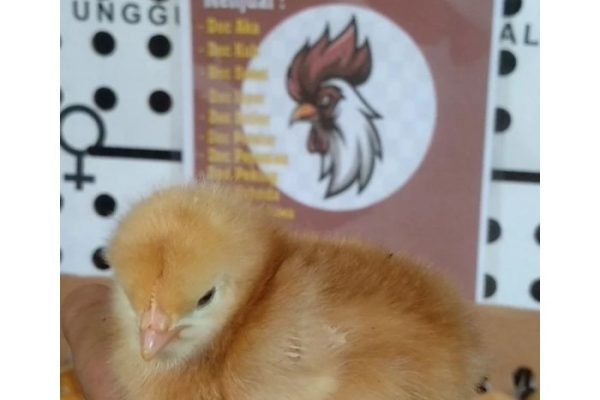 Mana Lebih Menguntungkan Ternak Ayam Petelur Merah Atau Ayam Arab ...