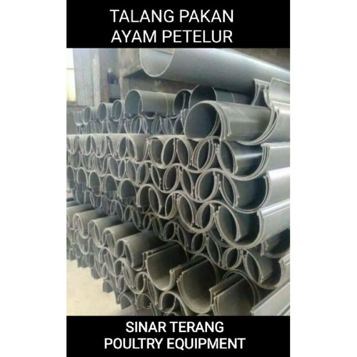 ternak ayam petelur bogor city west java Ternak ayam petelur di Panaga, Kab. Tolikara