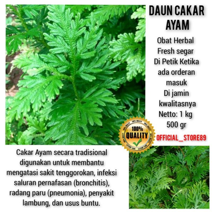 Daun penggemuk ayam di Alor Barat Daya, Alor