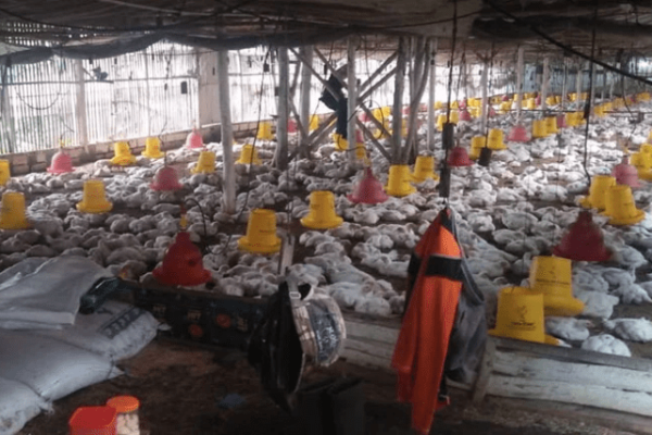 Ayam ternak di Airpura, Kabupaten Pesisir Selatan