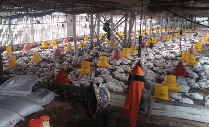 Peternak Ayam di Sulsel Terancam Gulung Tikar - Nawacita Ayam ternak di Airpura, Kabupaten Pesisir Selatan