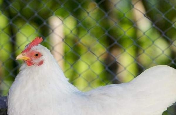 Ayam arab petelur di Silau Kahean, Simalungun