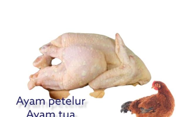 Ayam merah petelur di Tirtamulya, Karawang