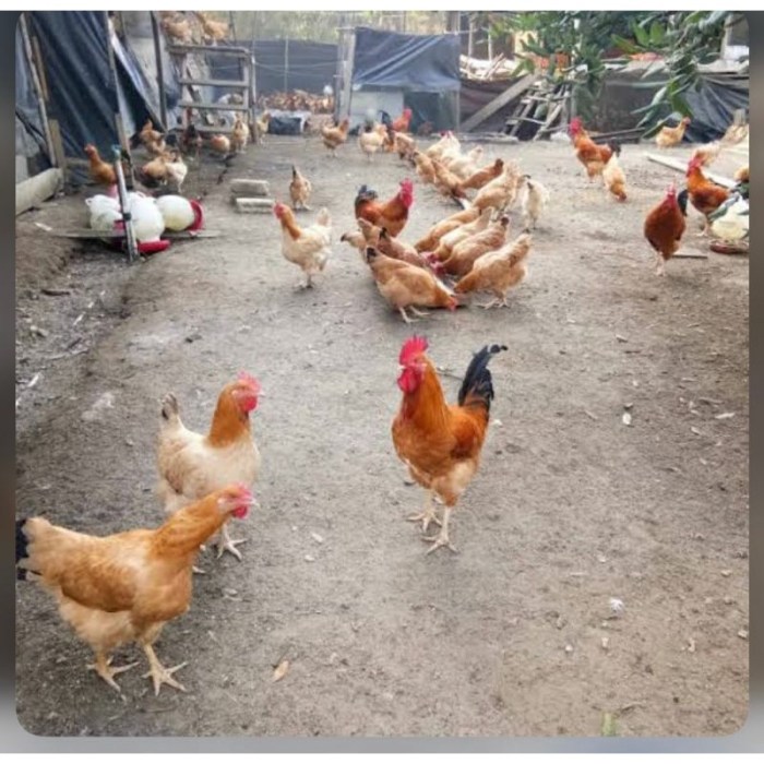 Jual TELUR TETAS AYAM MERAWANG PETELUR PEDAGING HANDAL UNTUK DI ... Ayam kampung petelur di Merawang, Bangka