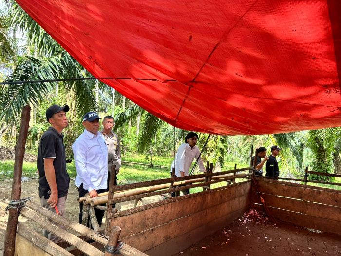 Ternakan Ayam Kampung Kacuk 'Tribute' Buat Arwah Bapa - YouTube Ternak ayam pedaging di Tanjung Kemuning, Kaur