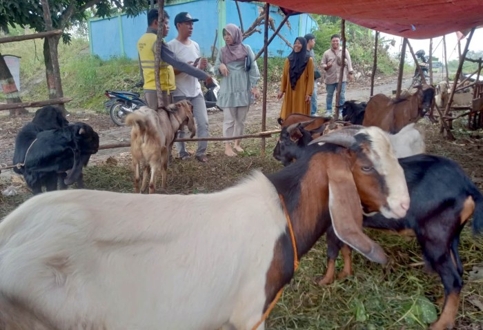 Daging kambing di Lubai, Muara Enim