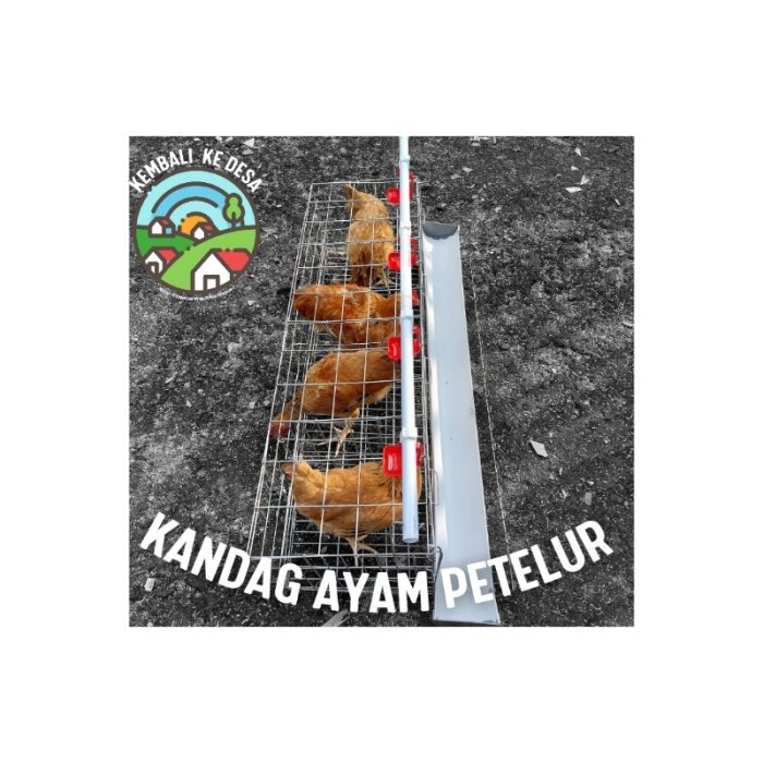 Ayam merah petelur di Kangkung, Kendal