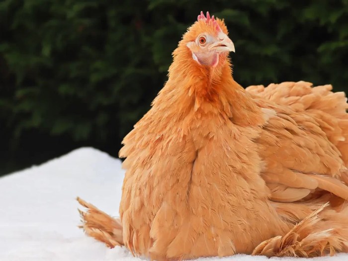 Ayam merah petelur di Sitinjau Laut, Kabupaten Kerinci