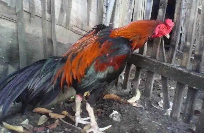 Daun penggemuk ayam di Menukung, Melawi