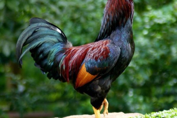 Ayam arab petelur di Puger, Jember