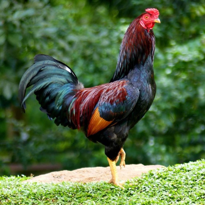 Telur dan Ayam Dahulu Mana, Kini Sudah Ada Jawaban Sahihnya Ayam arab petelur di Pronojiwo, Lumajang