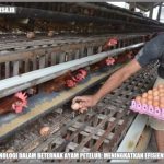 Ternak ayam petelur di Neney, Kab. Manokwari Selatan