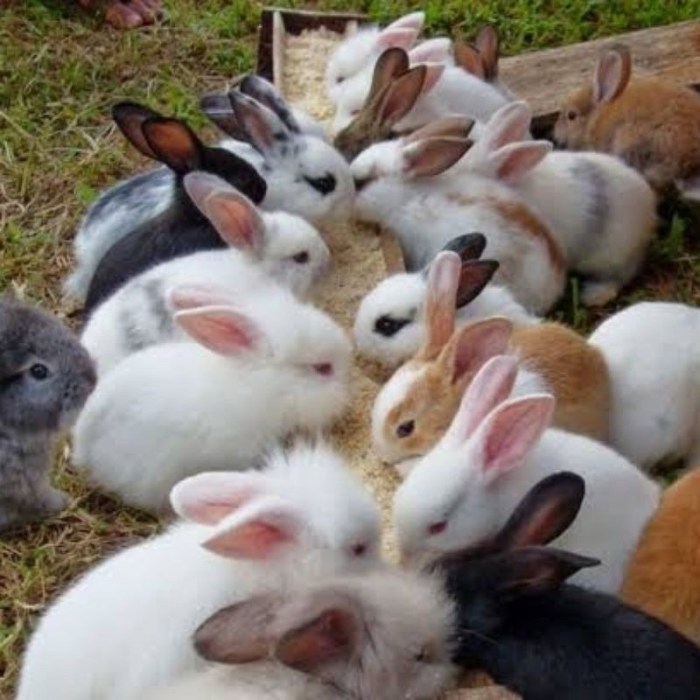 Anak kelinci di Sulang, Rembang