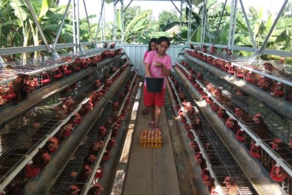 Ayam ternak di Silaut, Kabupaten Pesisir Selatan