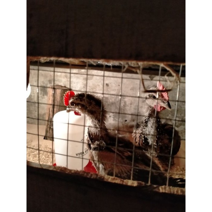 Ayam pelung jumbo di Bantul, Kab. Bantul