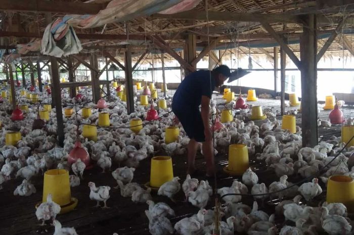 Berkunjung ke Peternakan Ayam Modern di Deli Serdang Ayam Ternak di Hamparan Perak, Deli Serdang