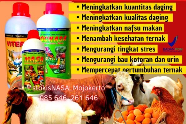 Daun penggemuk ayam di Cihara, Kab. Lebak