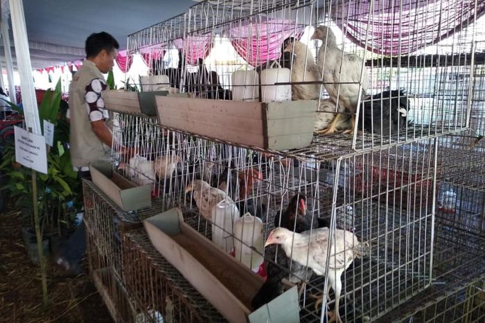 TEKNIK BUDIDAYA AYAM KAMPUNG TEKNIK BUDIDAYA AYAM KAMPUNG