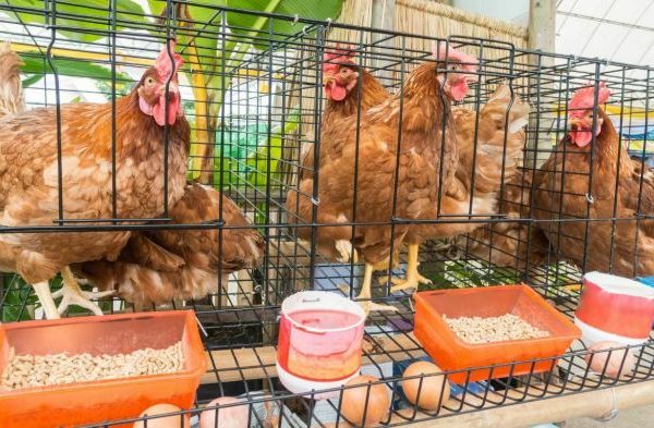 Ternak ayam petelur di Kluet Timur, Aceh Selatan