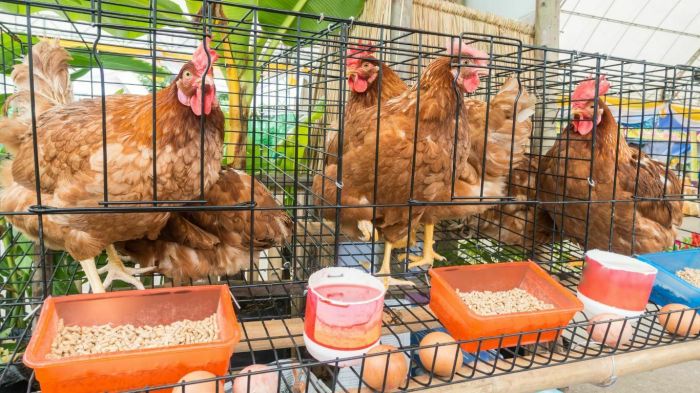 Pembudidaya ayam petelur di Aceh Singkil keluhkan harga pakan Pembudidaya ayam petelur di Aceh Singkil keluhkan harga pakan