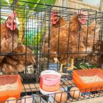 Melihat Budi Daya Ayam Petelur di Aceh