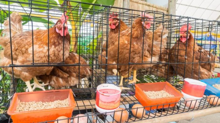 Panduan Lengkap Cara Ternak Ayam Petelur : Mulai dari Persiapan hingga ... Ternak ayam petelur di Dogiyai, Kab. Dogiyai