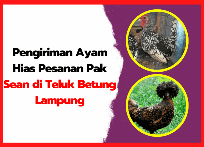 Pengiriman Ayam Hias Pesanan Pak Sean di Teluk Betung Lampung Budidaya ayam di Teluk Betung Utara, Kota Bandar Lampung