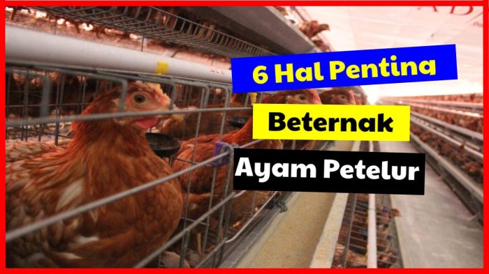 Pengen ternak ayam petelur tapi masih ragu ? simak divideo yaa atau ... Pengen ternak ayam petelur tapi masih ragu ? simak divideo yaa atau ...
