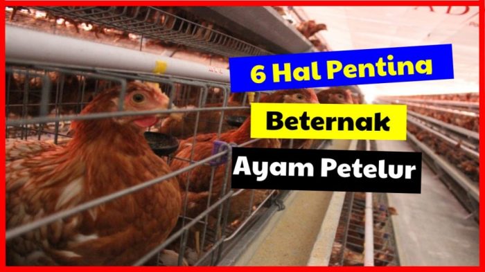 6 Hal Penting Mengenai Ayam Petelur yang perlu Anda Ketahui