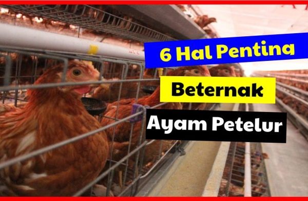 6 Hal Penting Mengenai Ayam Petelur yang perlu Anda Ketahui