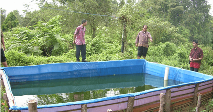 Budidaya Ikan Gabus di Kolam Terpal