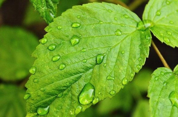 Daun penggemuk ayam di Gika, Kab. Tolikara