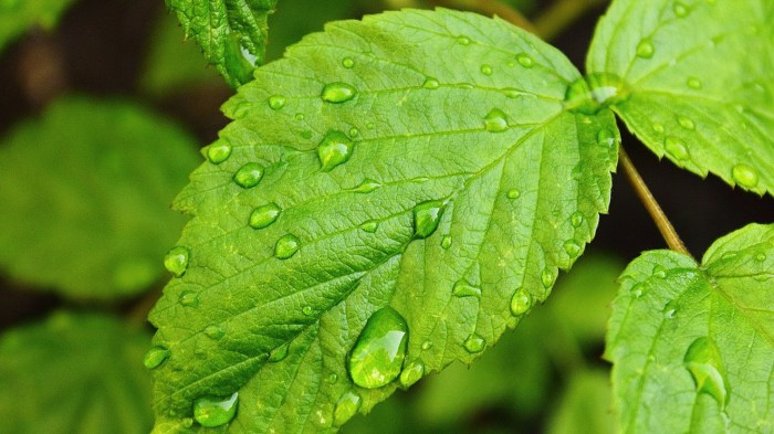 7 Daun ini Baik Dikonsumsi Serta Dipercaya Memiliki Khasiat untuk ... Daun penggemuk ayam di Gika, Kab. Tolikara