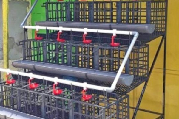 Ternak ayam petelur di Boleng, Manggarai Barat