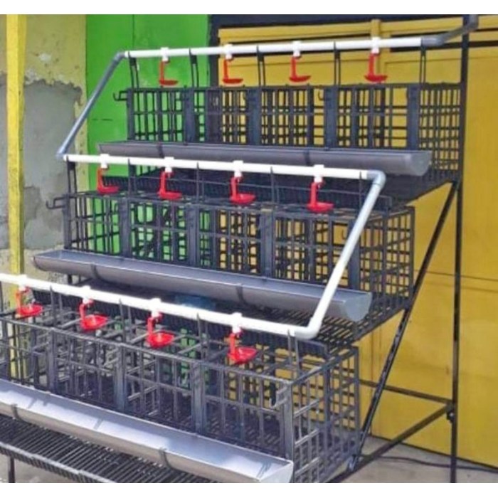 Ternak ayam petelur di Boleng, Manggarai Barat