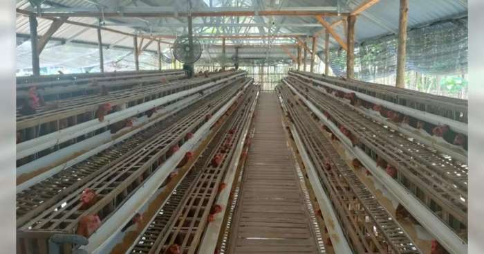 Cara Ternak Ayam Kampung agar Cepat Panen | PPG Ayam Ternak di Gondang, Bojonegoro