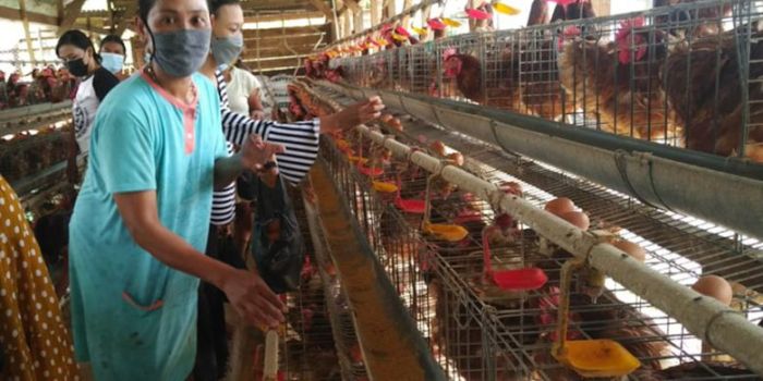 Melihat Peternakan Ayam Petelur Omega3 di Kabupaten Gowa Melihat Peternakan Ayam Petelur Omega3 di Kabupaten Gowa