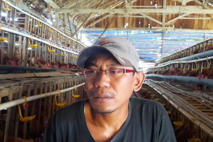 Peternak Ayam di Blora Merugi: Harga Telur Turun Drastis, Harga Pakan ... Peternak Ayam di Blora Merugi: Harga Telur Turun Drastis, Harga Pakan ...
