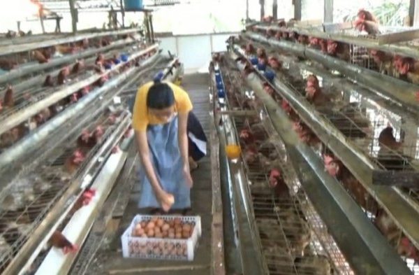 Ternak ayam petelur di Mimika Barat Tengah, Kab. Mimika