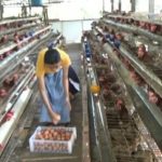 Ternak ayam petelur di Parenggean, Kotawaringin Timur