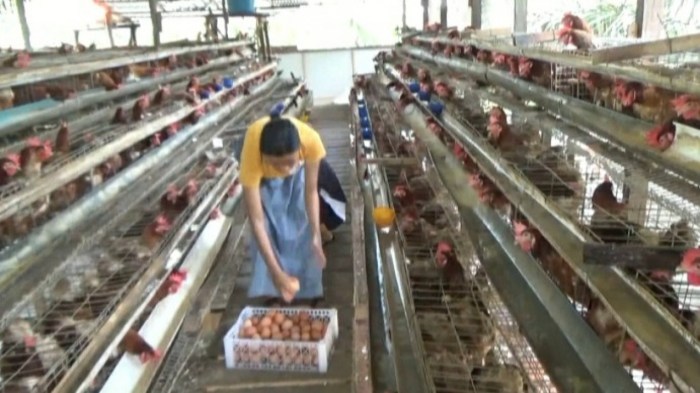 ANALISA TERNAK AYAM PETElUR 100 EKOR UNTUK PEMULA Ternak ayam petelur di Mimika Barat Jauh, Kab. Mimika