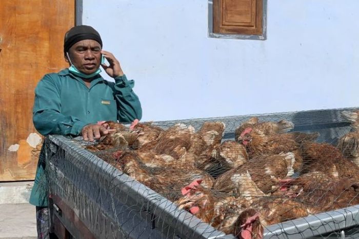 Rahasia Harga Ayam Petelur Siap Telur Terungkap, Temukan Wawasan ...