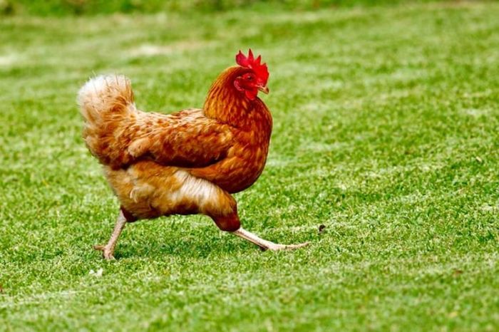 Ayam arab petelur di Portibi, Padang Lawas Utara