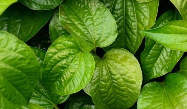 Daun penggemuk ayam di Pemangkat, Sambas