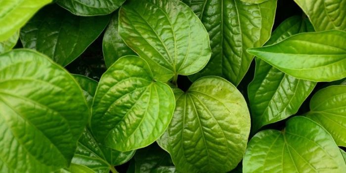 Gambar Daun Sederhana, Daun, Clipart Daun, Ringkas PNG dan PSD untuk ... Daun penggemuk ayam di Sorong Timur, Kota Sorong