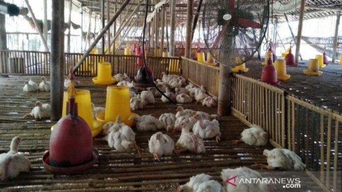 peternakan ayam petelur balikpapan Ternak ayam petelur di Balikpapan Selatan, Kota Balikpapan
