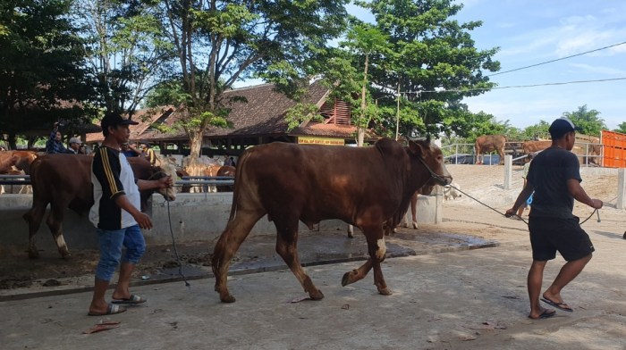 Daging kambing di Ngemplak, Sleman
