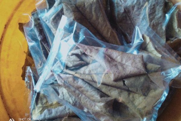 Daun penggemuk ayam di Marau, Ketapang