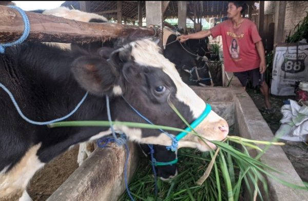 Daging kambing di Pudak, Ponorogo