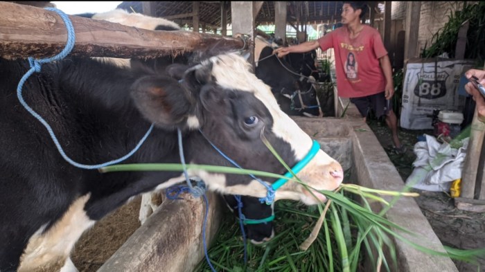 Daging kambing di Pudak, Ponorogo